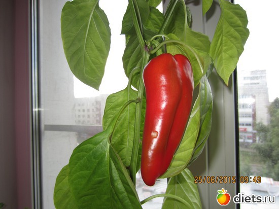 1 фото: Мой первый перчик!