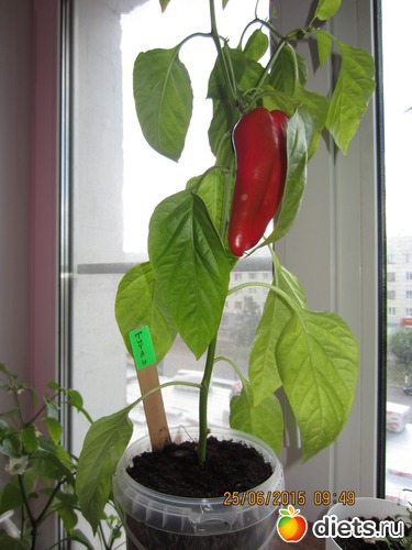 Титан сладкий перец, альбом: Мой первый перчик!