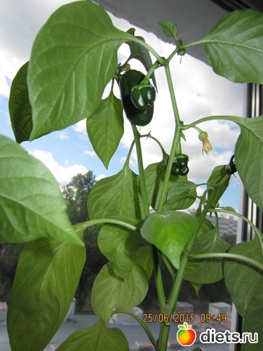 Заморозь меня. - сладкий, альбом: Мой первый перчик!