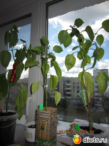 Титан, Морозко, Заморозь меня - перцы, альбом: Мой первый перчик!