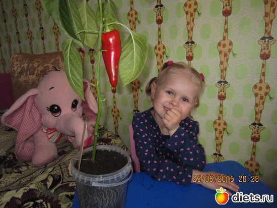 5 фото: Мой первый перчик!
