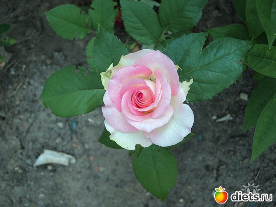 10 ����: ��� ��������