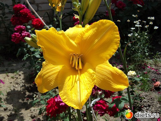 13 ����: ��� ��������