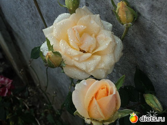 18 ����: ��� ��������