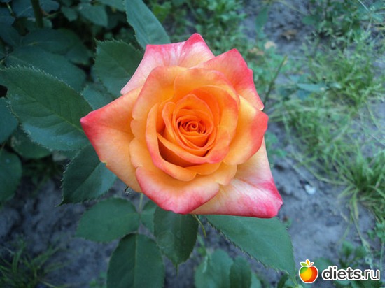 20 фото: Мои цветочки