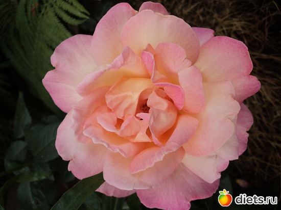 21 ����: ��� ��������