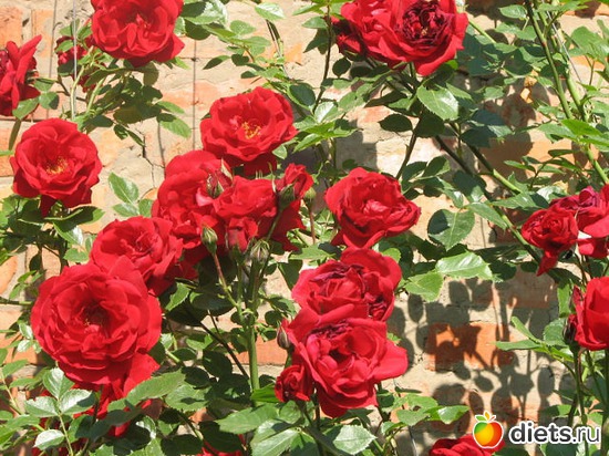 24 ����: ��� ��������