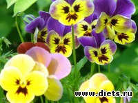 Мой первый день с Магги.