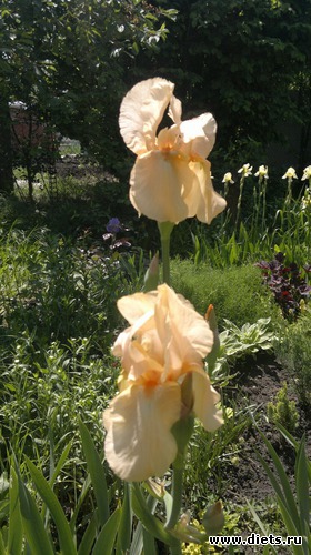 15 фото: Что выросло то выросло......