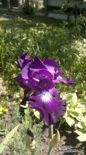 17 фото: Что выросло то выросло......