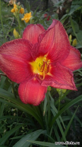 3 фото: Что выросло то выросло......