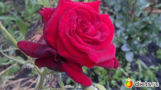 11 фото: Что выросло то выросло......