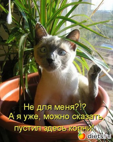 738 фото: То,от чего улыбка на лице)