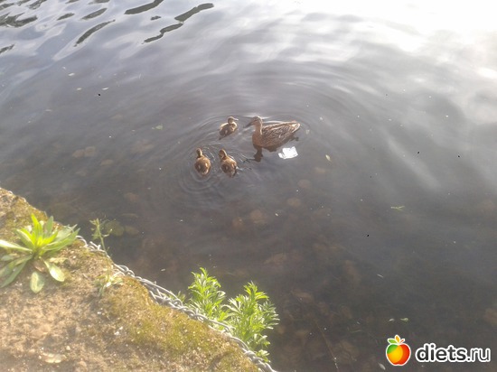 Уточки в парке), альбом: Пейжажи, природа, погода.