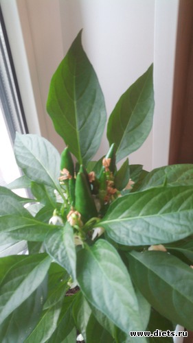 1 фото: взращенцы 4062015