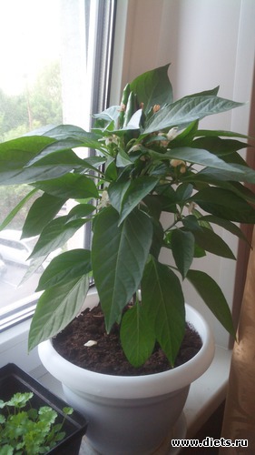 2 фото: взращенцы 4062015