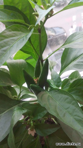 3 фото: взращенцы 4062015