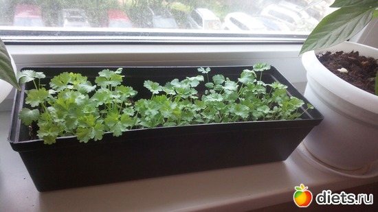 4 фото: взращенцы 4062015