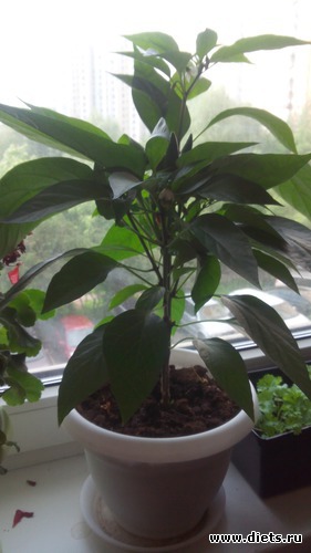 5 фото: взращенцы 4062015