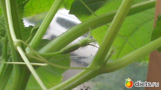 7 фото: взращенцы 4062015