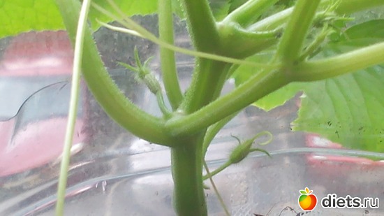 8 фото: взращенцы 4062015