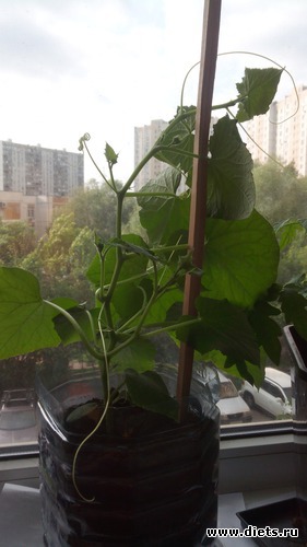 9 фото: взращенцы 4062015