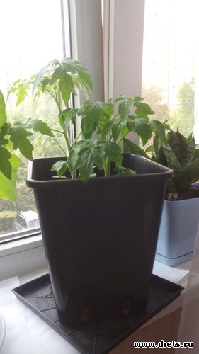 10 фото: взращенцы 4062015