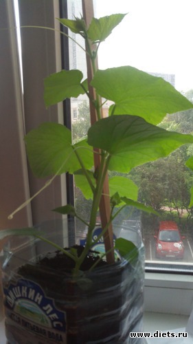 11 фото: взращенцы 4062015