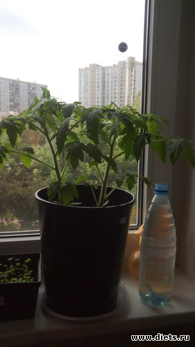 12 фото: взращенцы 4062015