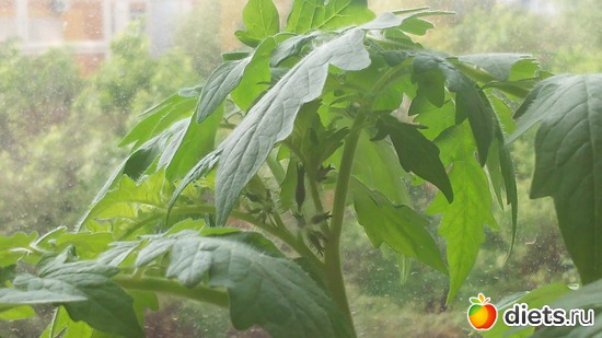 13 фото: взращенцы 4062015