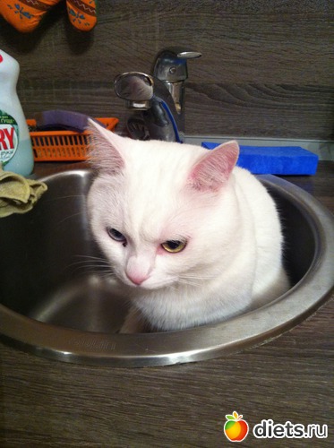 11 фото: Васятко