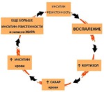 Связь инсулин-резистентности с лептин-резистентностью