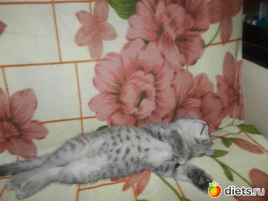 1 ����: ��� ������� Tomas