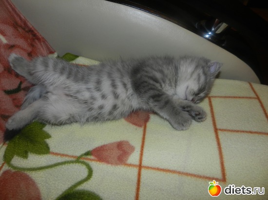 2 ����: ��� ������� Tomas