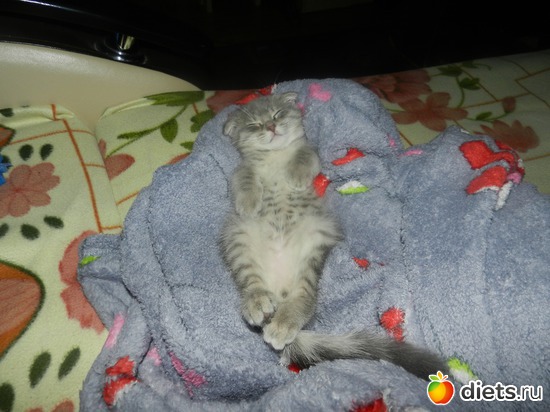 3 ����: ��� ������� Tomas