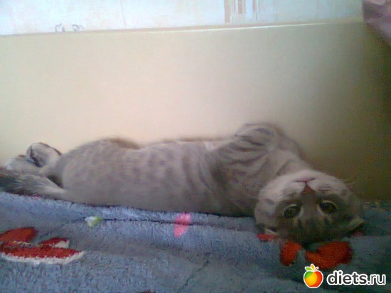 6 ����: ��� ������� Tomas