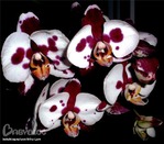 �������� � �������� ����������