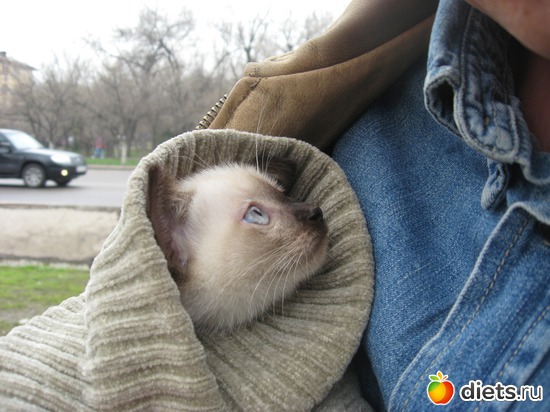 12 фото: Мои пушистики