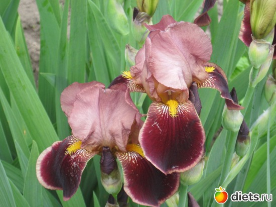 4 фото: .