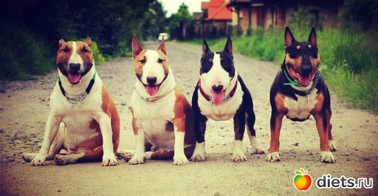 95 фото: Для вставок