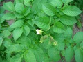 Картофель
