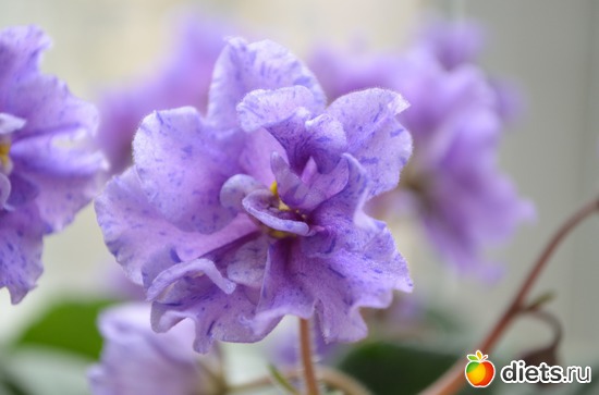 ФИАЛКА, альбом: Цветочки