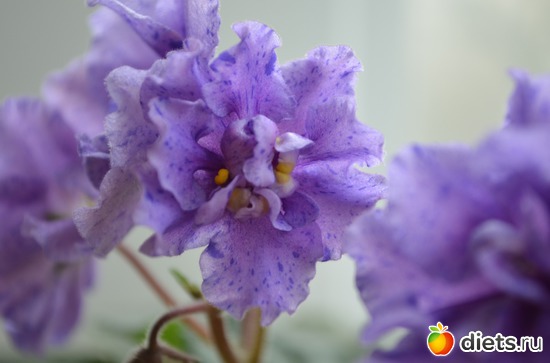 ФИАЛКА, альбом: Цветочки