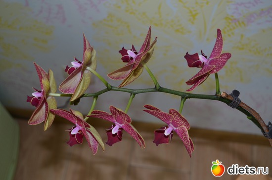 Орхидея, альбом: Цветочки