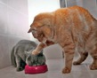 Коты рулят весом.
