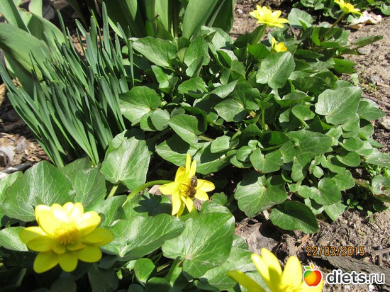 116 ����: �����-����-����� 2013 - 2015