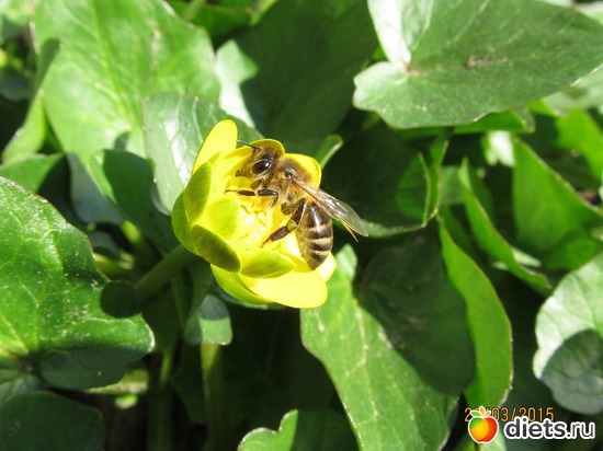 119 ����: �����-����-����� 2013 - 2015