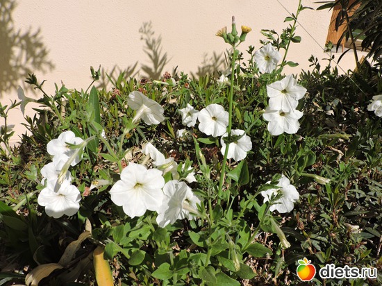 207 ����: ������� 17-24.03.2015
