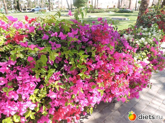 239 ����: ������� 17-24.03.2015