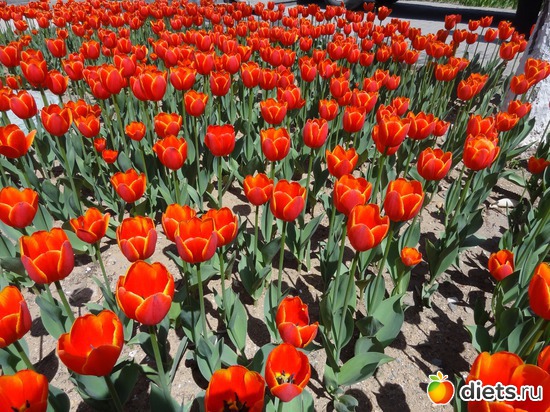 17 ����: �����